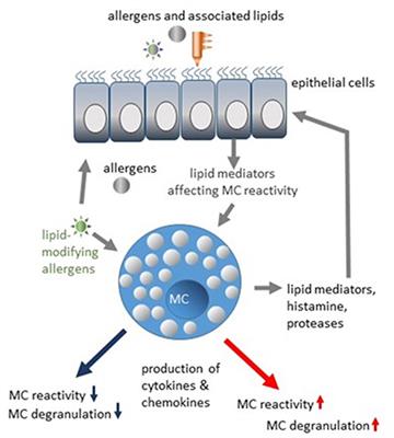 Modulation of Mast Cell Reactivity by Lipids: The Neglected Side of Allergic Diseases